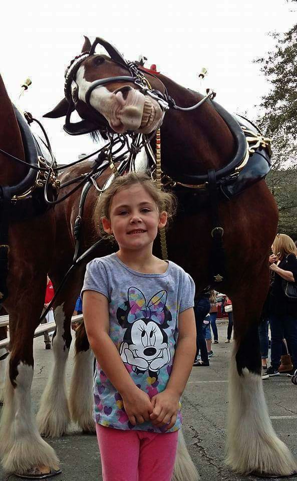 Beautiful Clydesdale Horse Photobombs The Little Girl Horse Spirit