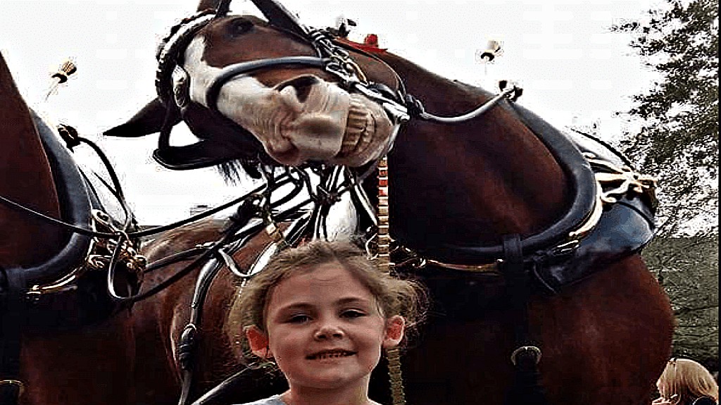 Beautiful Clydesdale Horse Photobombs The Little Girl Horse Spirit
