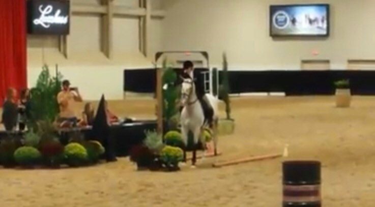 horse proves disability overcomes everyone amazing he