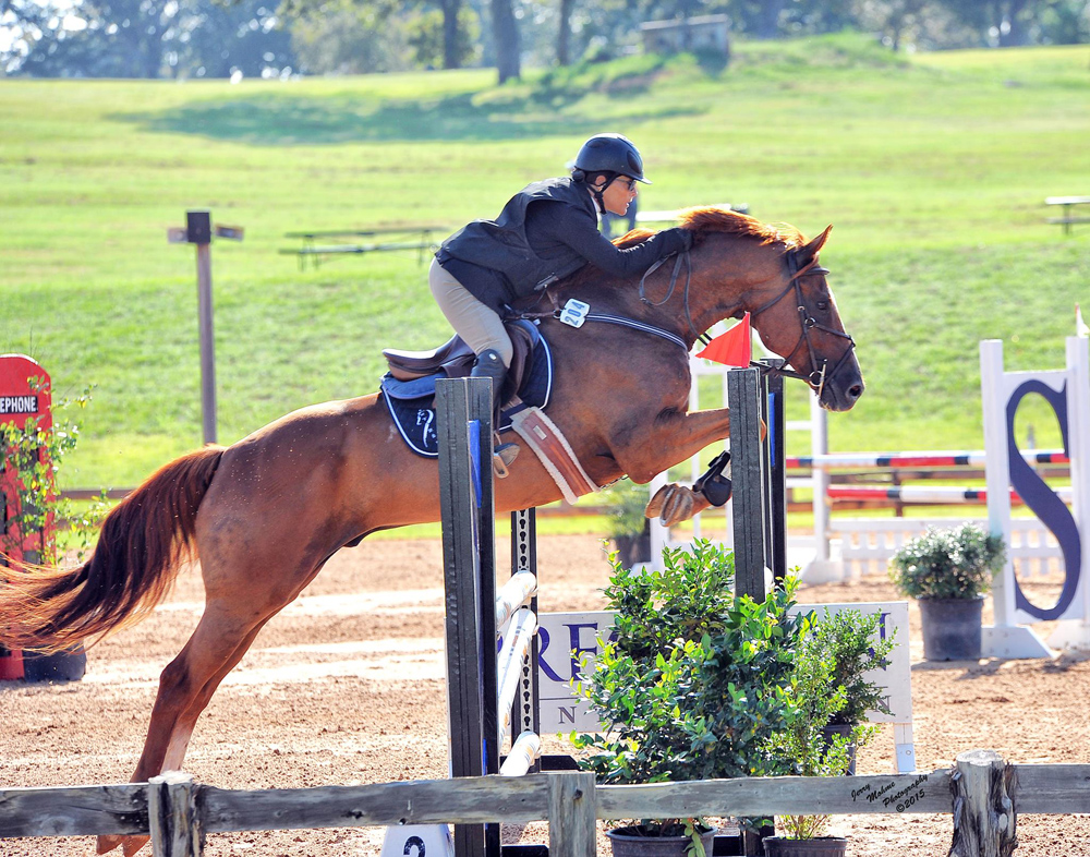 jumping-horse-breeds