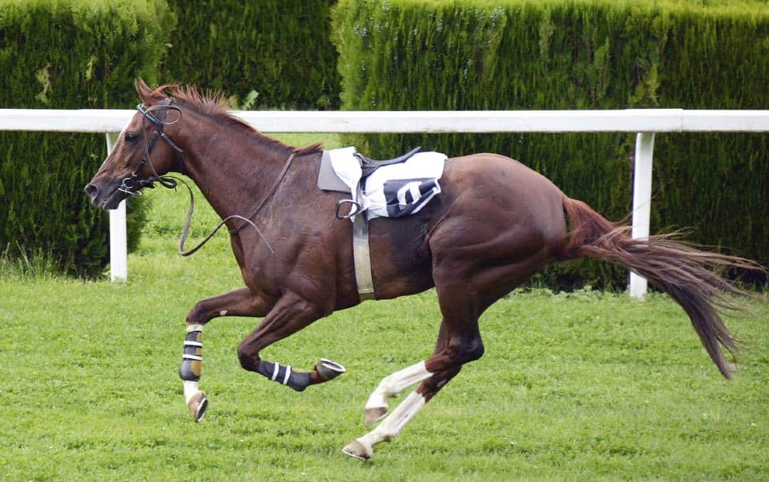 top-4-fastest-horse-breeds-in-the-world-from-arabian-to-standardbred