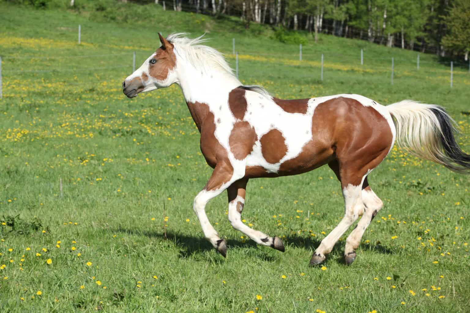 8 Interesting Facts About The Paint Horse You Probably