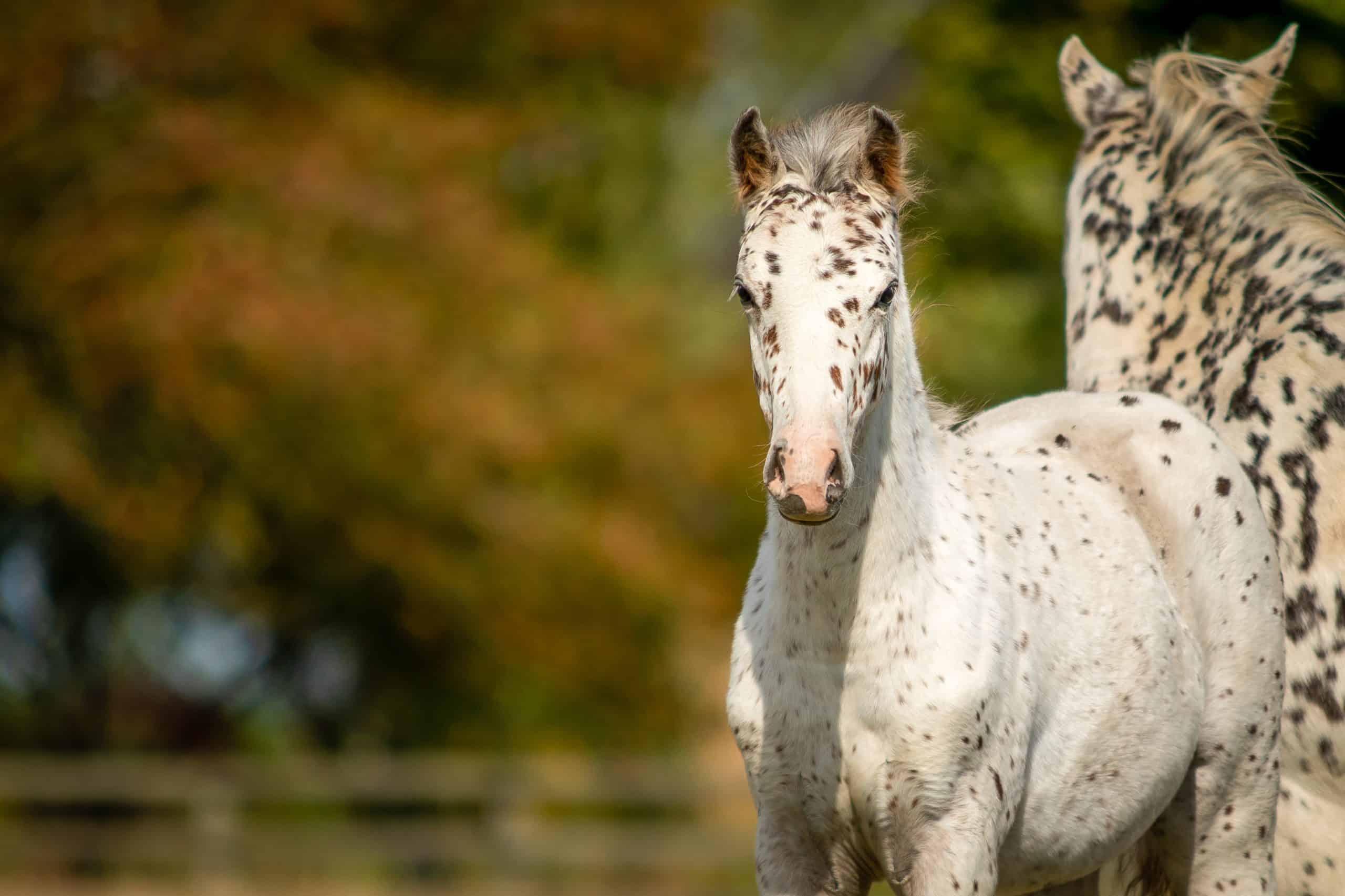 10 Interesting Facts You Didn’t Know About The Appaloosa Horse – Horse