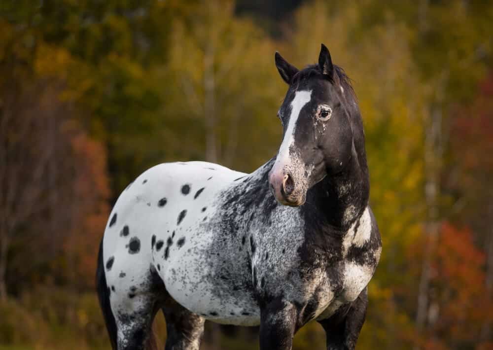 10 Interesting Facts You Didn’t Know About The Appaloosa Horse – Horse