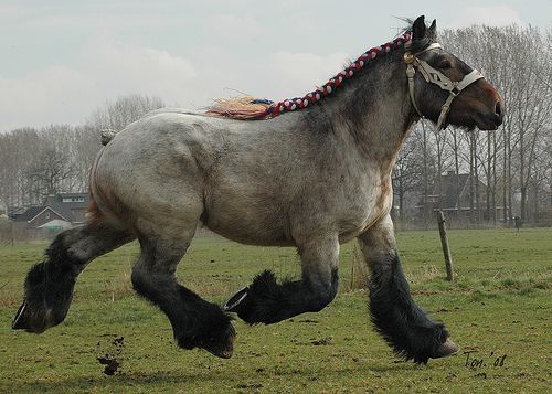 8 Interesting Facts You Probably Didn T Know About The Belgian Draft Horse Horse Spirit