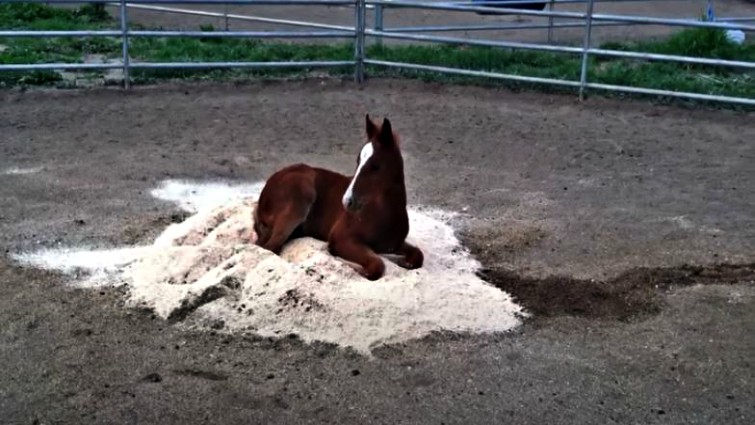 Angry Mare Teaches Her Disobedient Son A Good Lesson – Horse Spirit