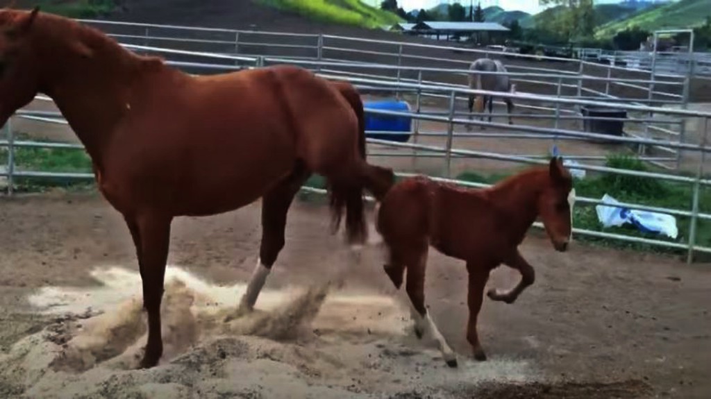 Angry Mare Teaches Her Disobedient Son A Good Lesson – Horse Spirit