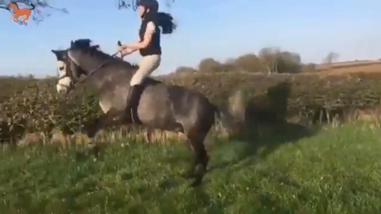 Compilation Of Funny Horse Riding Fails Shows How Difficult It Is To ...