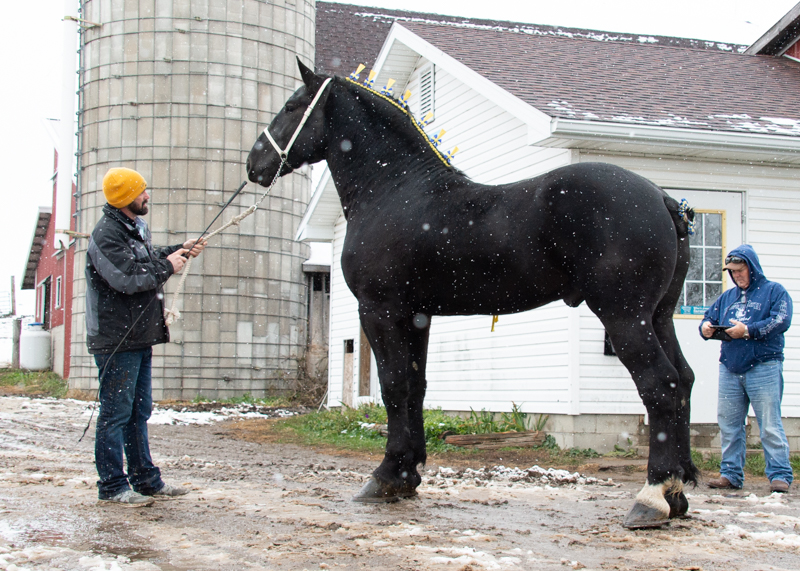 8 Fascinating Facts About The Giant Percheron Horse Breed – Horse Spirit