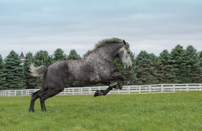 8 Fascinating Facts About The Giant Percheron Horse Breed – Horse Spirit