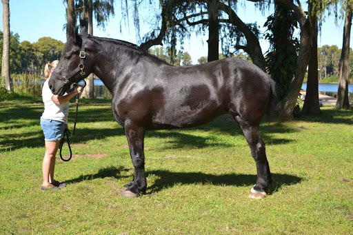 8 Fascinating Facts About The Giant Percheron Horse Breed – Horse Spirit