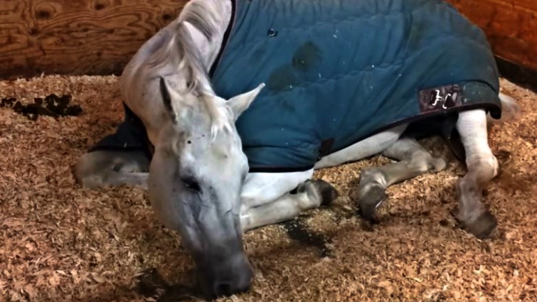 Funny Video Shows Cute Quarter Horse Running In Her Sleep Horse Spirit,How To Clean Porcelain Tile Shower