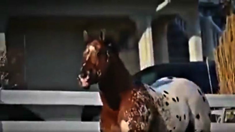 Meet The Secret Pardon The Most Beautiful Appaloosa