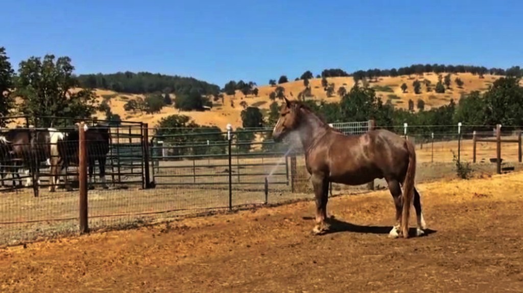 Seabiscuit **** (2003, Tobey Maguire, Jeff Bridges, Chris