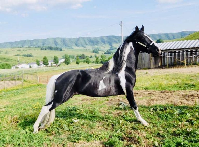 8 Cool Facts You Didn’t Know About The Tennessee Walker Horse Horse Spirit