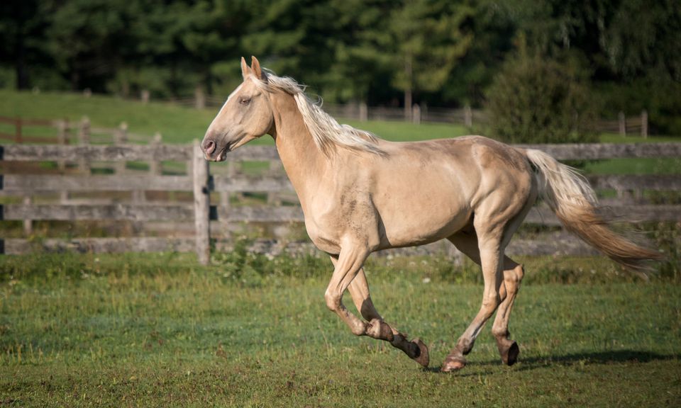 8-cool-facts-you-didn-t-know-about-the-tennessee-walker-horse-horse