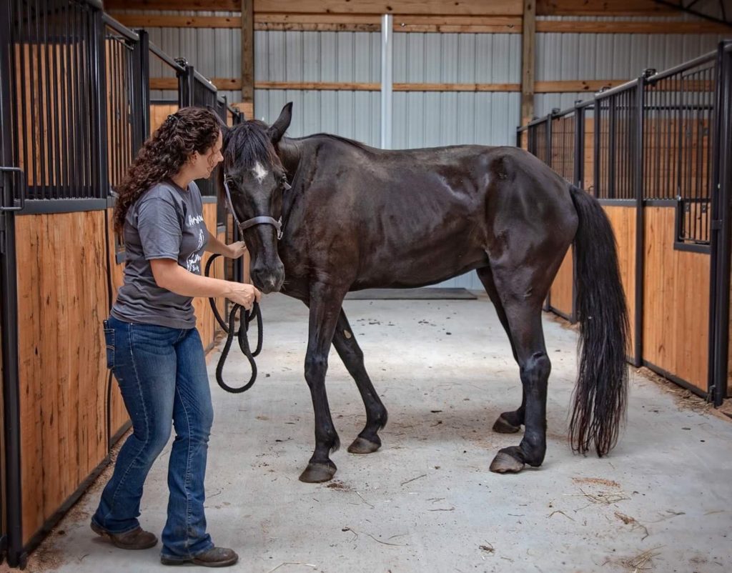 8 Cool Facts You Didn’t Know About The Tennessee Walker Horse Horse