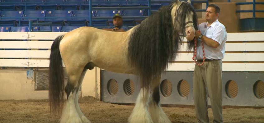 Buckskin Stallion Is One Of The Most Unique Gypsy Vanners ...