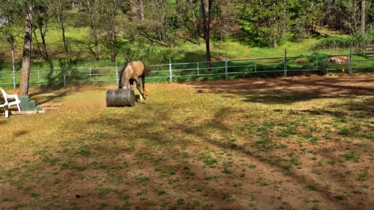 horse field toys