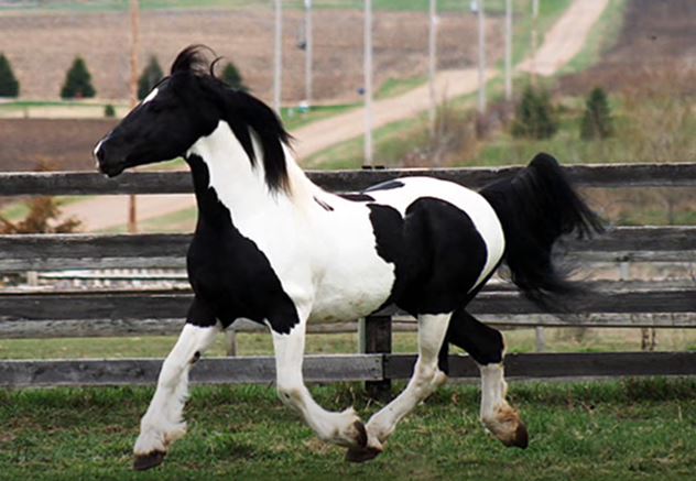 Meet Orca: One Of The Most Beautiful Pinto Friesian Stallions Around ...