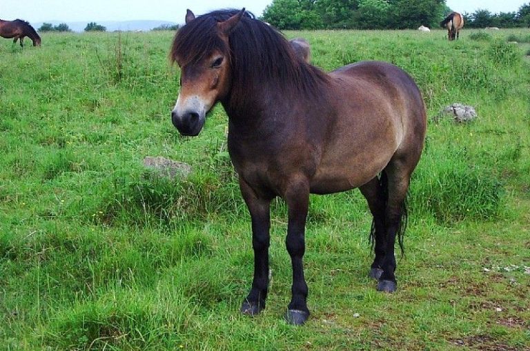 From Shetland to Exmoor Pony These Are Some Of The Smallest Ponies Around Horse Spirit