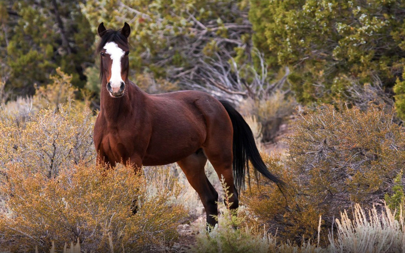 7 Interesting Facts You Should Know About The Spanish Mustang Horse 