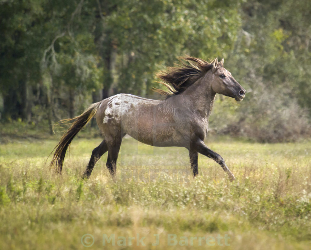 7 Interesting Facts You Should Know About The Spanish Mustang Horse