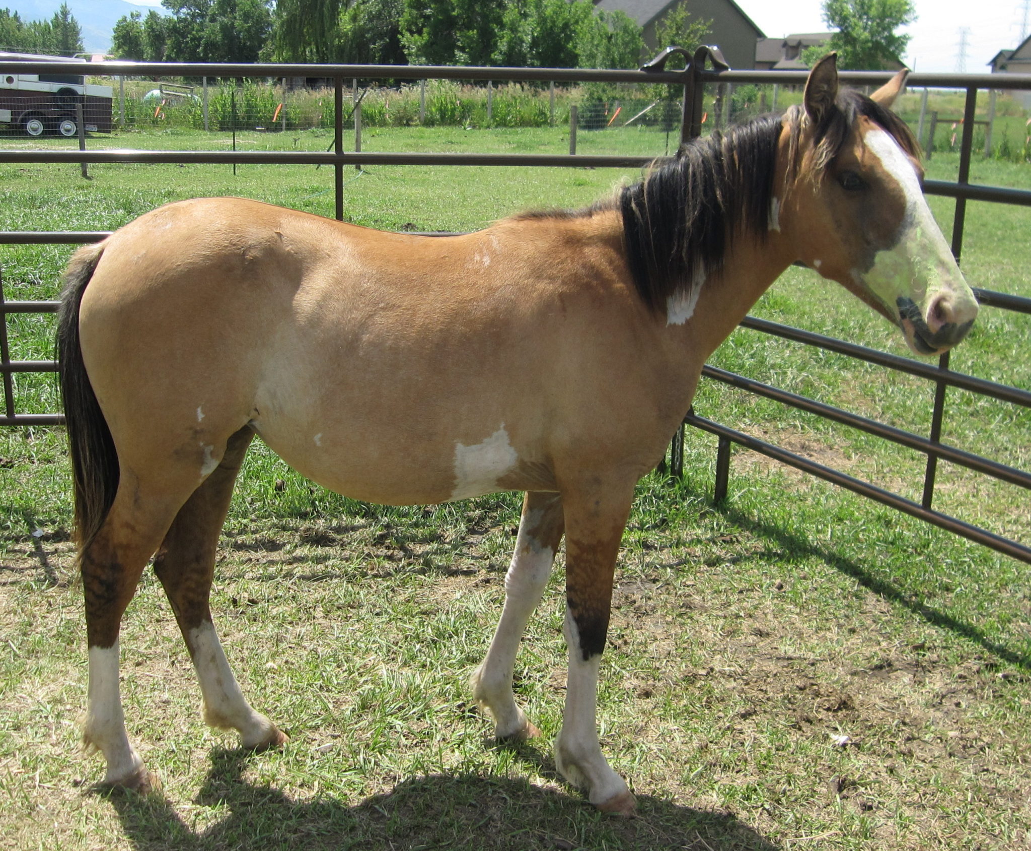 7 Interesting Facts You Should Know About The Spanish Mustang Horse Horse Spirit