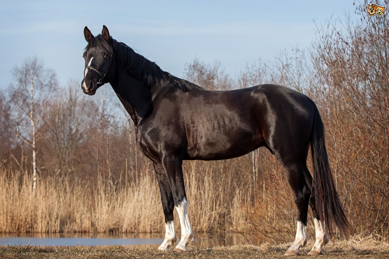 From Trakehner to Irish Sport: These Are The Most Popular Warmblood