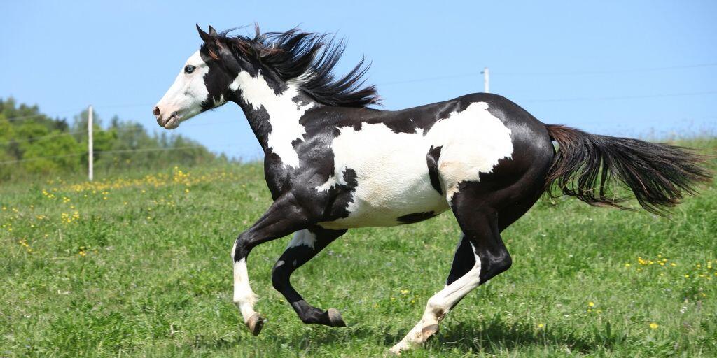 5-black-and-white-horse-breeds-guaranteed-to-make-you-fall-in-love