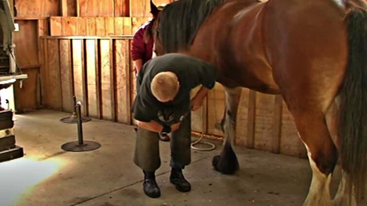 Farrier Does An Incredible Job Hot Shoeing A Majestic