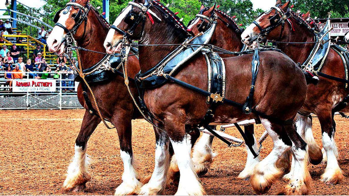 There are some horses. Тяжеловозы Клейдесдаль. Клейдесдаль порода. Породы лошадей Клейдесдаль. Шотландский Клейдесдаль.