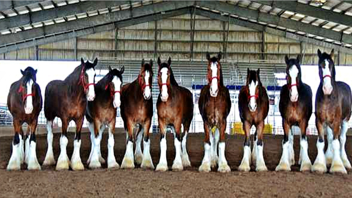 behind-the-man-who-takes-care-of-the-famous-budweiser-clydesdales-for